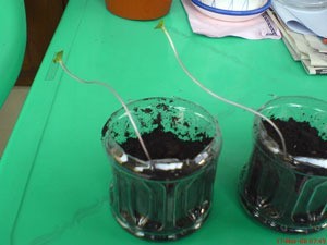 Sunflower Seedlings in cups