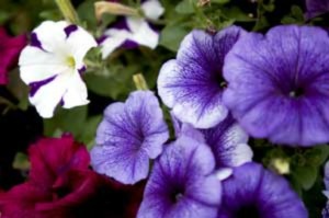 Purple Annuals