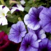 Purple Annuals
