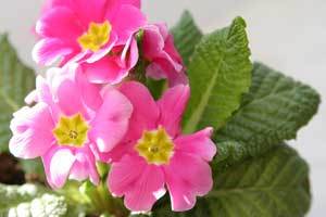 deep pink flowering primrose