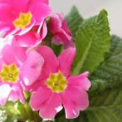 deep pink flowering primrose
