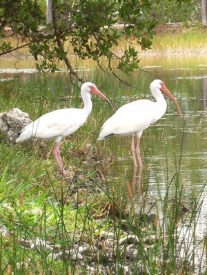 Little Egrets(?) at Key West
