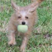 A Maltese/Dachshund mix on grass catching a tennis ball.