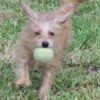 A Maltese/Dachshund mix on grass catching a tennis ball.