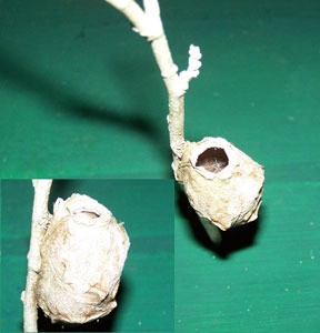 Hummingbird Nest