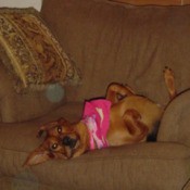 Dog on couch.