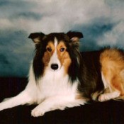 In Memory of Taffy (Sheltie)