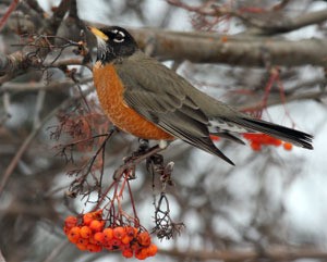 robin in winter scene