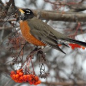 robin in winter scene
