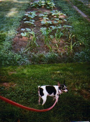 Terrier in garden.