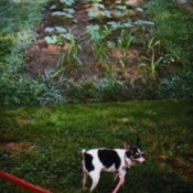 Terrier in garden.