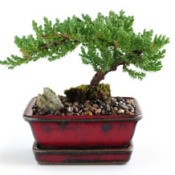 bonsai tree