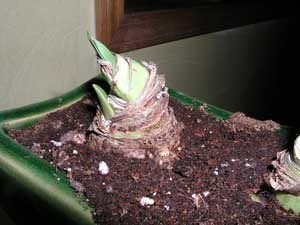 Sprouting Amaryllis Bulb