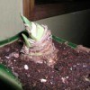 Sprouting Amaryllis Bulb