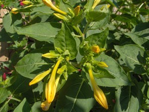 Medium green leaves with yellow flowers.
