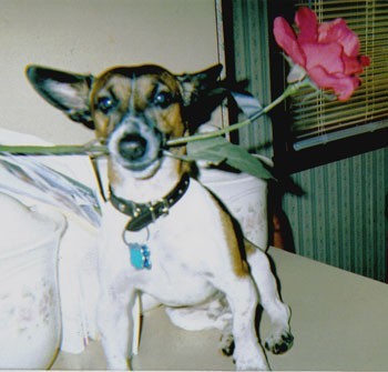 A dog holding a rose in his teeth.