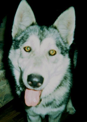 wolf husky face