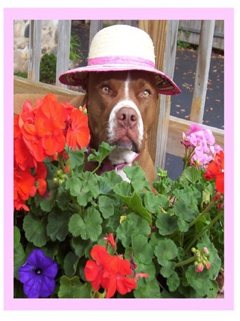 Pit bull in flowers