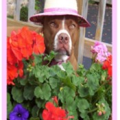 Pit bull in flowers