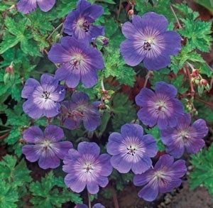 striking blue geranium