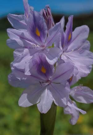 Growing Hyacinth