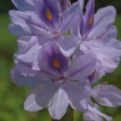 Growing Hyacinth