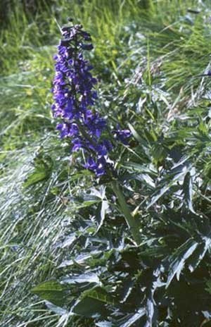 Growing Delphinium