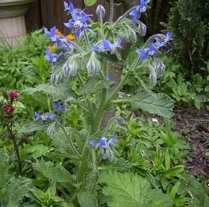 Flowering borage in the garden.