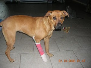 Brown dog with pink cast on front right leg.