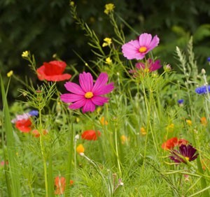 Cultivating a Natural Garden