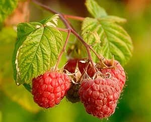 closeup of raspberries