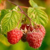 closeup of raspberries