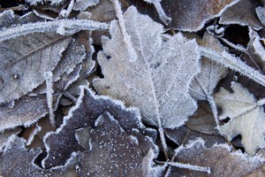 Leaves covered in frost.