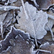 Leaves covered in frost.