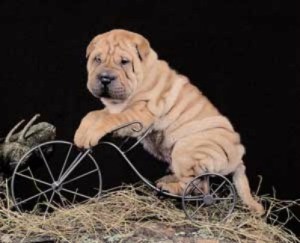 Chinese Shar-Pei