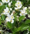 white flowering wax begonias