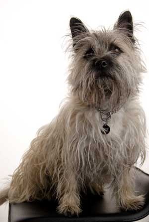 Cairn Terrier