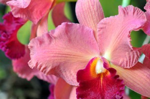 care for orchids