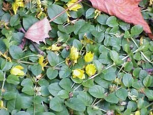 Creeping Jenny with yellow flowers.