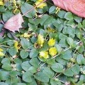 Creeping Jenny with yellow flowers.