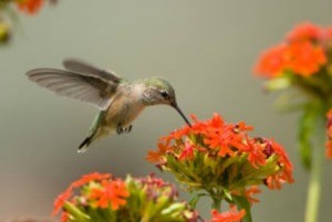 Hummer at an orange flower.