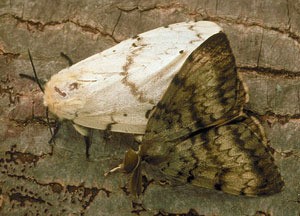 Garden Insects: Gypsy Moths