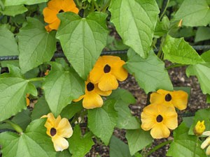 closeup of flowers