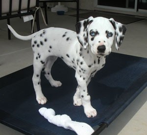 Dalmatian puppy.