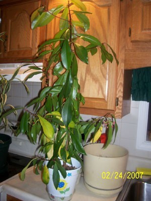 Tall houseplant with medium green leaves.