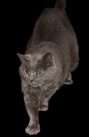 grey cat