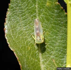 Leafhopper