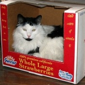 black and white cat in box