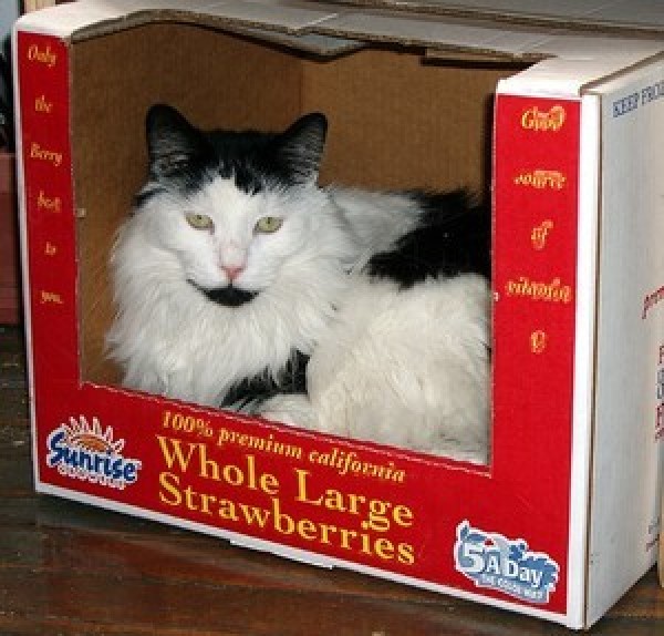 Cow The Cat Thriftyfun