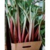 Rhubarb plants in cardboard box